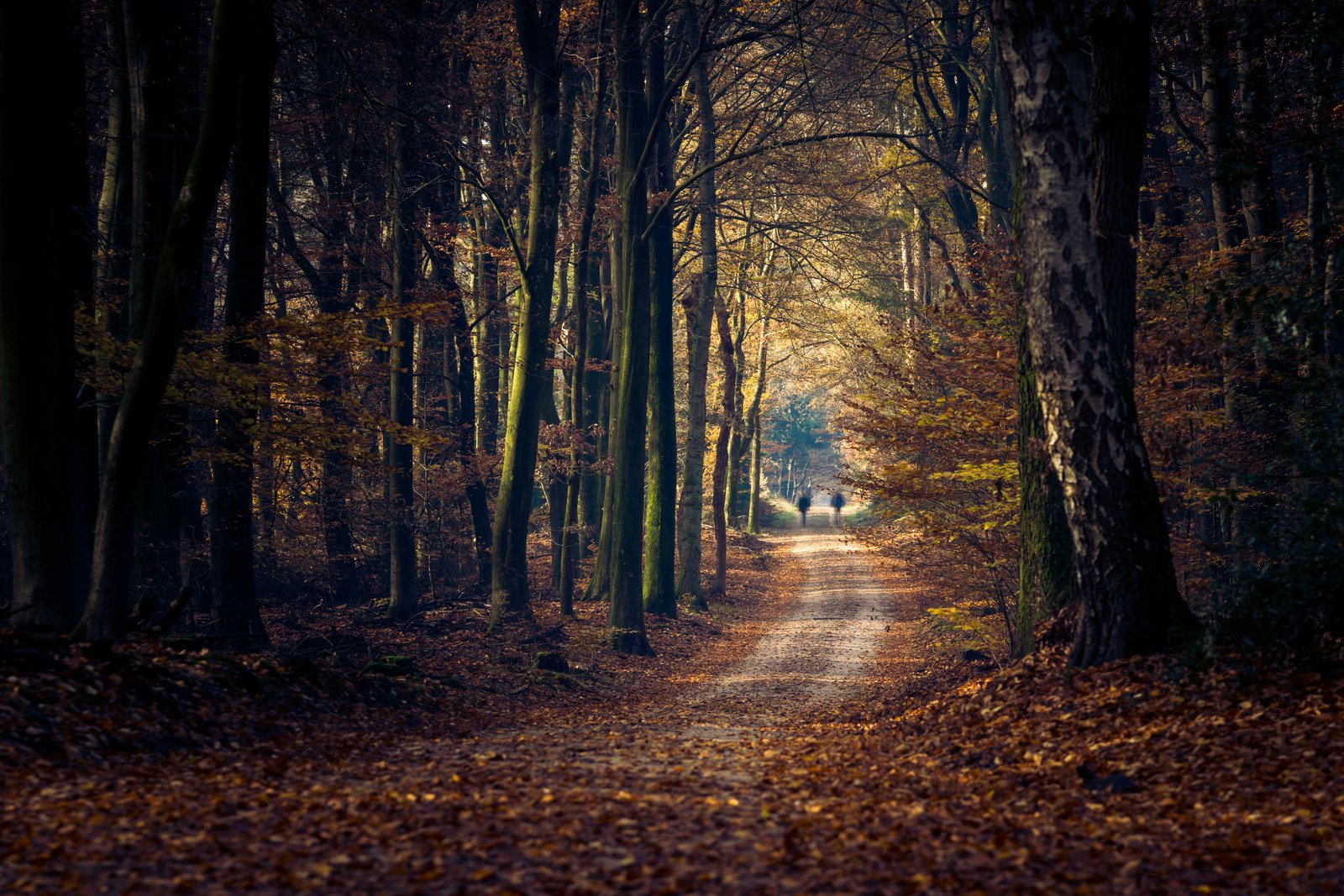 Forest Path
